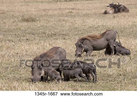 Africa, Kenya, Masai Mara, Warthog's family (Phacochoerus aethiopicus) View Large Photo Image Stock Photo - Africa, Kenya, Masai Mara, Warthog's family (Phacochoerus aethiopicus). Fotosearch