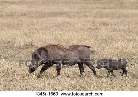 Africa, Kenya, Masai Mara, Warthogs (Phacochoerus aethiopicus) in savannah View Large Photo Image Stock Photo - Africa, Kenya, Masai Mara, Warthogs (Phacochoerus aethiopicus) in savannah. Fotosearch