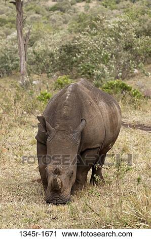 Africa, Kenya, Masai Mara, White Rhinoceros (Cerototherium simium) View Large Photo Image Stock Image - Africa, Kenya, Masai Mara, White Rhinoceros (Cerototherium simium). Fotosearch