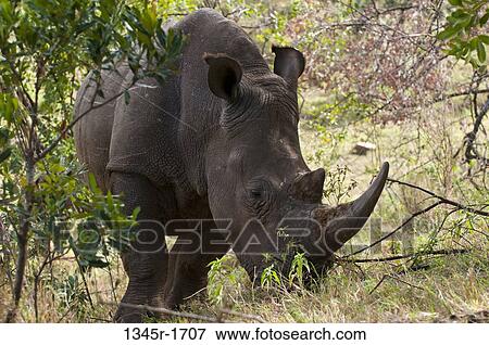 Africa, Kenya, Masai Mara, White Rhinoceros (Cerototherium simium) View Large Photo Image Stock Photo - Africa, Kenya, Masai Mara, White Rhinoceros (Cerototherium simium). Fotosearch