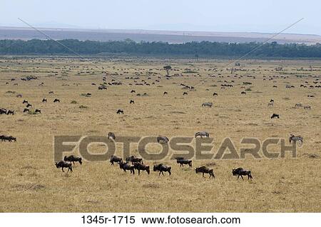 Africa, Kenya, Masai Mara, Wildebeest (Connochaetes taurinus) and Zebras (Equus quagga) grazing at savannah View Large Photo Image Stock Photography - Africa, Kenya, Masai Mara, Wildebeest (Connochaetes taurinus) and Zebras (Equus quagga) grazing at savannah. Fotosearch