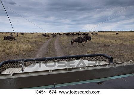 Picture - Africa, Kenya, Masai Mara, Wildebeests (Connochaetes taurinus) in savannah. Fotosearch