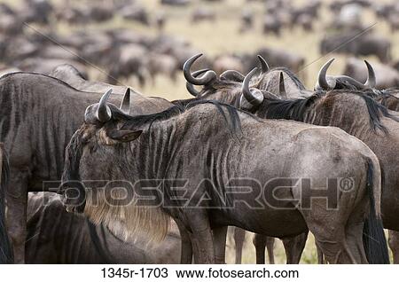 Stock Image - Africa, Kenya, Masai Mara, Wildebeests (Connochaetes taurinus). Fotosearch