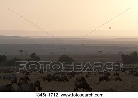 Africa, Kenya, Masai Mara, Wildebeests (Connochaetes taurinus) in savannah at dusk View Large Photo Image Stock Image - Africa, Kenya, Masai Mara, Wildebeests (Connochaetes taurinus) in savannah at dusk. Fotosearch
