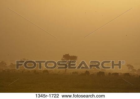 Africa, Kenya, Masai Mara, Wildebeests in savannah at sunrise View Large Photo Image Stock Image - Africa, Kenya, Masai Mara, Wildebeests in savannah at sunrise. Fotosearch