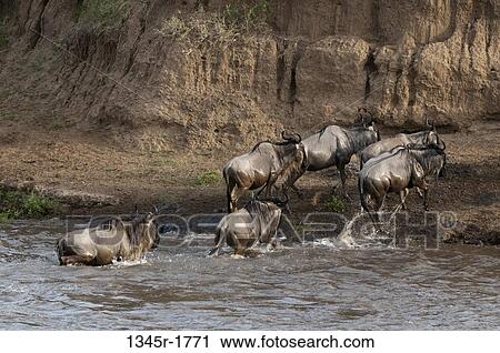 Stock Image - Africa, Kenya, Masai Mara, Wildebeests crossing Mara River during annual migration. Fotosearch
