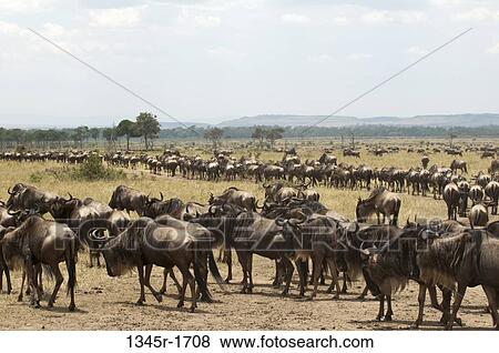 Stock Photo - Africa, Kenya, Masai Mara, Wildebeests (Connochaetes taurinus) in savannah. Fotosearch