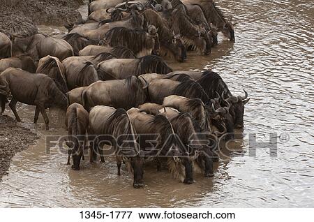 Africa, Kenya, Masai Mara, Wildebeests (Connochaetes taurinus) drinking in river View Large Photo Image Stock Photo - Africa, Kenya, Masai Mara, Wildebeests (Connochaetes taurinus) drinking in river. Fotosearch