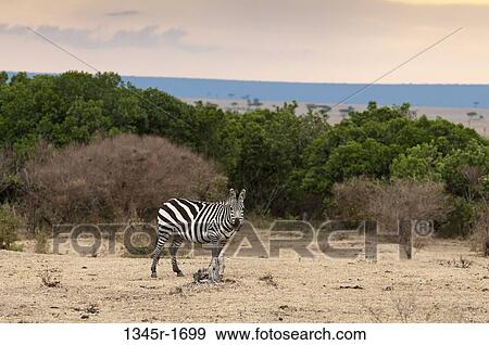 Stock Photo - Africa, Kenya, Masai Mara, Zebra (Equus quagga) in savannah. Fotosearch