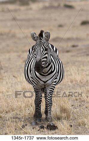 Africa, Kenya, Masai Mara, Zebra (Equus quagga) View Large Photo Image Stock Photo - Africa, Kenya, Masai Mara, Zebra (Equus quagga). Fotosearch