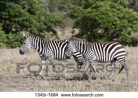 Africa, Kenya, Masai Mara, Zebras (Equus quagga) View Large Photo Image Picture - Africa, Kenya, Masai Mara, Zebras (Equus quagga). Fotosearch