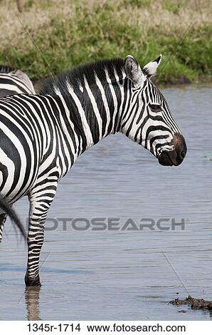 Africa, Kenya, Masai Mara, Zebras (Equus quagga) standing in river View Large Photo Image Picture - Africa, Kenya, Masai Mara, Zebras (Equus quagga) standing in river. Fotosearch