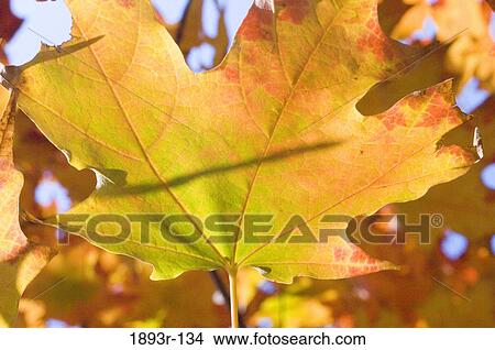 Picture - Autumn leaves on a tree. Fotosearch