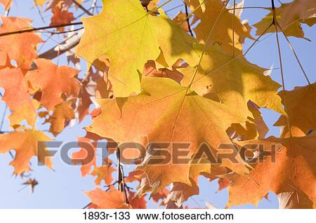 Autumn leaves on a tree View Large Photo Image Stock Image - Autumn leaves on a tree. Fotosearch