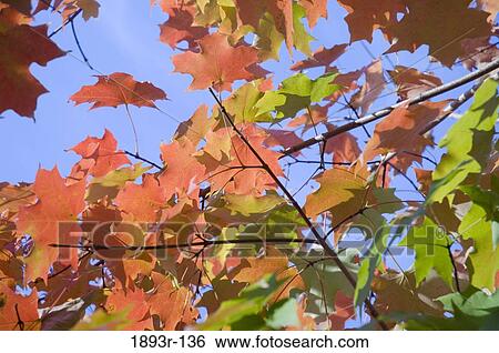 Autumn leaves on a tree View Large Photo Image Stock Photograph - Autumn leaves on a tree. Fotosearch
