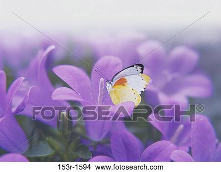 Picture - Close-up of a butterfly pollinating a flower. Fotosearch