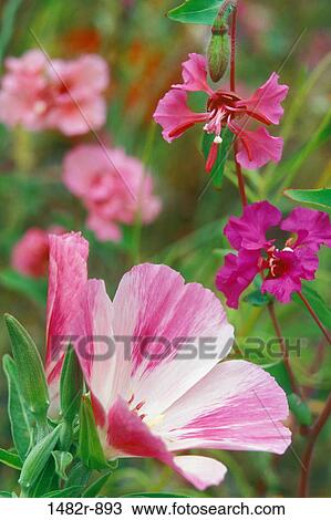 Close-up of godetias (Clarkia amoena) and clarkias View Large Photo Image Stock Image - Close-up of godetias (Clarkia amoena) and clarkias. Fotosearch