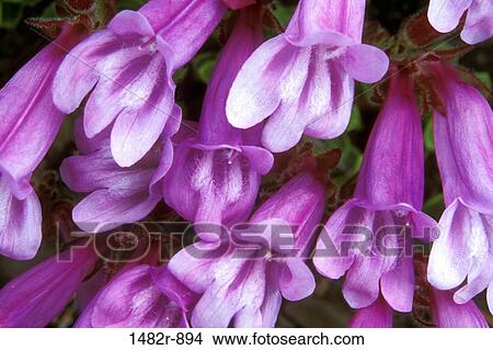 Close-up of Greene Davidson's Penstemons (Penstemon davidsonii) View Large Photo Image Picture - Close-up of Greene Davidson's Penstemons (Penstemon davidsonii). Fotosearch