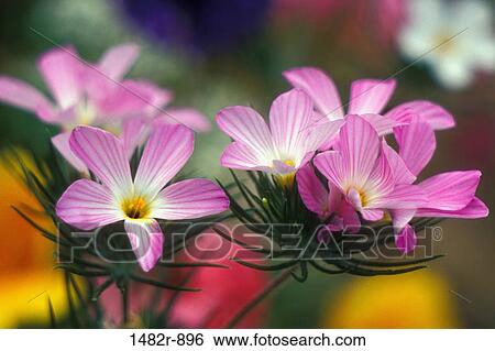 Close-up of Mountain Phloxes (Linanthus grandiflorus) View Large Photo Image Stock Photograph - Close-up of Mountain Phloxes (Linanthus grandiflorus). Fotosearch