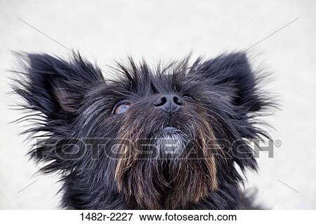 Cute dog looking up View Large Photo Image Stock Photo - Cute dog looking up. Fotosearch