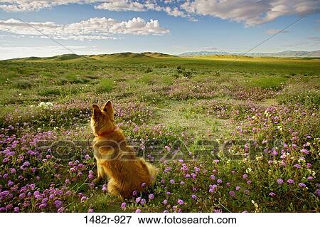 Dog sitting in a field, Anza Borrego Desert State Park, California, USA View Large Photo Image Stock Photo - Dog sitting in a field, Anza Borrego Desert State Park, California, USA. Fotosearch