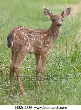 Fawn of Black-tail deer standing in grass View Large Photo Image Stock Photograph - Fawn of Black-tail deer standing in grass. Fotosearch
