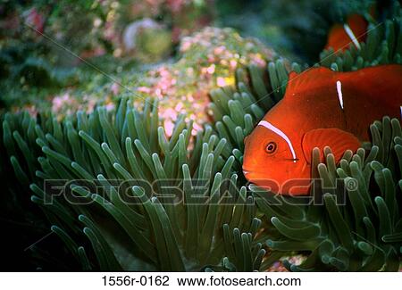 Fish underwater View Large Photo Image Stock Image - Fish underwater. Fotosearch