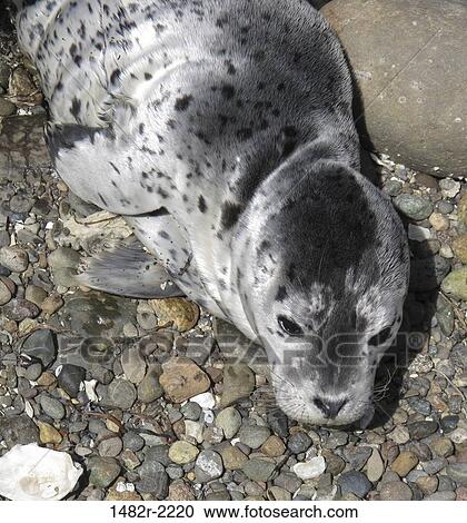 Harbor Seal Pup View Large Photo Image Stock Image - Harbor Seal Pup. Fotosearch