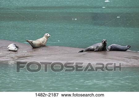 Harbor seals (Phoca vitulina) on rock, Endicott Arm, Alaska, USA View Large Photo Image Stock Photo - Harbor seals (Phoca vitulina) on rock, Endicott Arm, Alaska, USA. Fotosearch