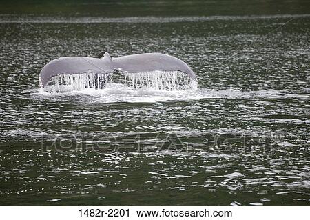 Humpback whale (Megaptera novaeangliae) in the sea, Admiralty Island, Alaska, USA View Large Photo Image Stock Image - Humpback whale (Megaptera novaeangliae) in the sea, Admiralty Island, Alaska, USA. Fotosearch