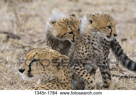 Kenya, Masai Mara National Reserve, Cheetah (Acinonyx jubatus) mother with cubs View Large Photo Image Picture - Kenya, Masai Mara National Reserve, Cheetah (Acinonyx jubatus) mother with cubs. Fotosearch