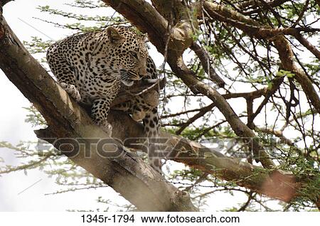 Kenya, Masai Mara National Reserve, Leopard (Panthera pardus) in tree View Large Photo Image Picture - Kenya, Masai Mara National Reserve, Leopard (Panthera pardus) in tree. Fotosearch