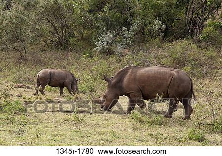 Stock Image - Kenya, Masai Mara National Reserve, White Rhinoceros (Cerototherium simium) with calf. Fotosearch