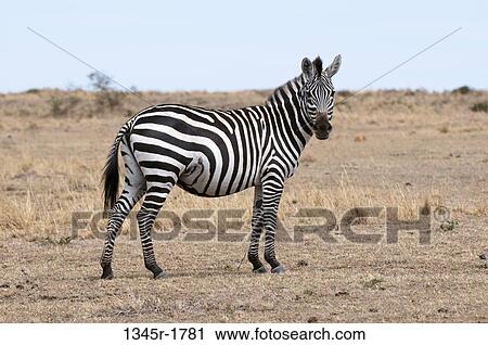 Kenya, Masai Mara National Reserve, Plains Zebra (Equus quagga) on savannah View Large Photo Image Stock Image - Kenya, Masai Mara National Reserve, Plains Zebra (Equus quagga) on savannah. Fotosearch