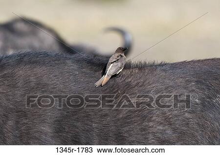 Kenya, Masai Mara National Reserve, Juvenile Yellow-billed Oxpecker (Buphagus africanus) View Large Photo Image Stock Image - Kenya, Masai Mara National Reserve, Juvenile Yellow-billed Oxpecker (Buphagus africanus). Fotosearch