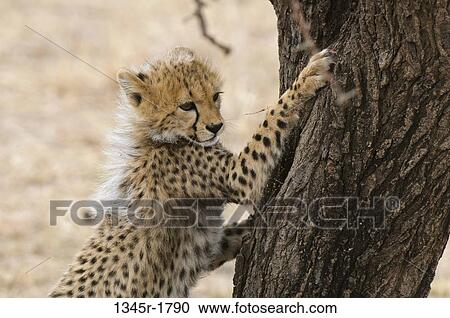 Kenya, Masai Mara National Reserve, Cheetah (Acinonyx jubatus) cub climbing tree View Large Photo Image Stock Image - Kenya, Masai Mara National Reserve, Cheetah (Acinonyx jubatus) cub climbing tree. Fotosearch