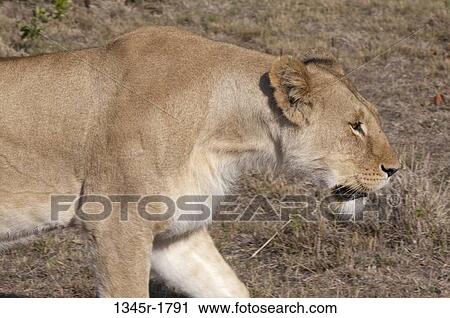 Kenya, Masai Mara National Reserve, Lioness (Panthera leo) prowling View Large Photo Image Stock Image - Kenya, Masai Mara National Reserve, Lioness (Panthera leo) prowling. Fotosearch