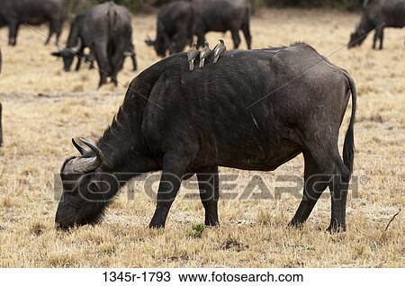 Kenya, Masai Mara National Reserve, Cape Buffalo (Syncerus caffer) grazing View Large Photo Image Stock Image - Kenya, Masai Mara National Reserve, Cape Buffalo (Syncerus caffer) grazing. Fotosearch