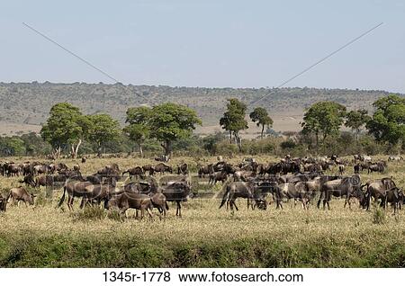 Kenya, Masai Mara National Reserve, Wildebeest (Connochaetes taurinus) herd grazing View Large Photo Image Stock Photo - Kenya, Masai Mara National Reserve, Wildebeest (Connochaetes taurinus) herd grazing. Fotosearch
