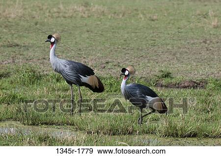Stock Photo - Kenya, Masai Mara National Reserve, Grey-crowned Cranes (Balearica regulorum) by pond. Fotosearch