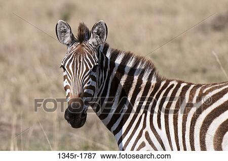 Kenya, Masai Mara National Reserve, Plains Zebra (Equus quagga) on savannah View Large Photo Image Stock Photo - Kenya, Masai Mara National Reserve, Plains Zebra (Equus quagga) on savannah. Fotosearch