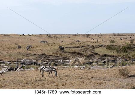 Kenya, Masai Mara National Reserve, Plains Zebra (Equus quagga) grazing on savannah View Large Photo Image Stock Photo - Kenya, Masai Mara National Reserve, Plains Zebra (Equus quagga) grazing on savannah. Fotosearch