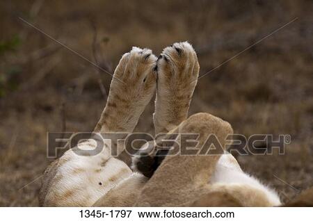 Kenya, Masai Mara National Reserve, Lion (Panthera leo), feet View Large Photo Image Stock Photo - Kenya, Masai Mara National Reserve, Lion (Panthera leo), feet. Fotosearch