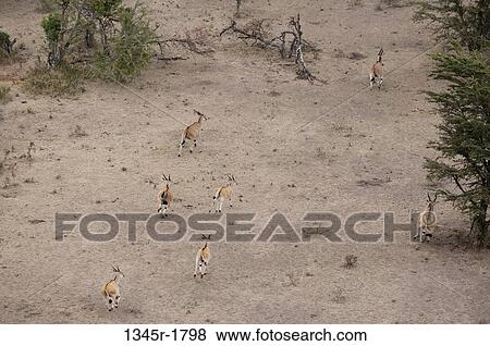 Kenya, Masai Mara National Reserve, Eland (Taurotagrus oryx) running View Large Photo Image Stock Photo - Kenya, Masai Mara National Reserve, Eland (Taurotagrus oryx) running. Fotosearch