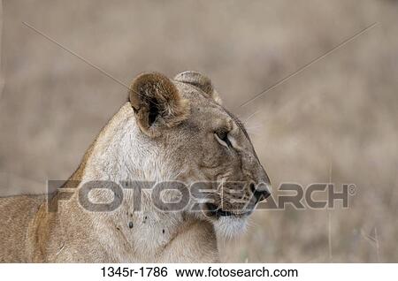 Kenya, Masai Mara National Reserve, Lioness (Panthera leo) profile View Large Photo Image Stock Photograph - Kenya, Masai Mara National Reserve, Lioness (Panthera leo) profile. Fotosearch