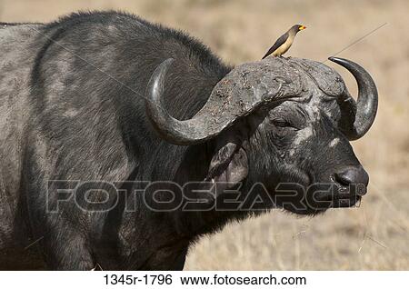 Kenya, Masai Mara National Reserve, Cape Buffalo (Syncerus caffer) with Oxpecker on horns View Large Photo Image Stock Photograph - Kenya, Masai Mara National Reserve, Cape Buffalo (Syncerus caffer) with Oxpecker on horns. Fotosearch