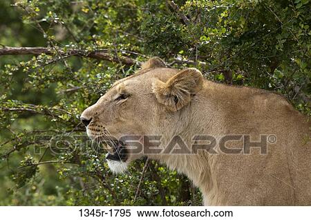 Kenya, Masai Mara National Reserve, Lioness (Panthera leo) profile View Large Photo Image Stock Photography - Kenya, Masai Mara National Reserve, Lioness (Panthera leo) profile. Fotosearch