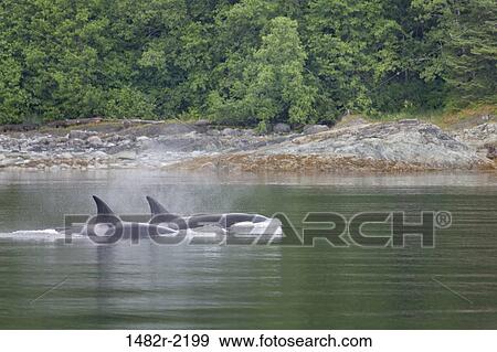Killer whales (Orcinus orca) in the sea, Stephens Passage, Alaska, USA View Large Photo Image Stock Photo - Killer whales (Orcinus orca) in the sea, Stephens Passage, Alaska, USA. Fotosearch
