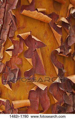Madrono tree (Arbutus menziesii) trunk peeling, close-up View Large Photo Image Stock Image - Madrono tree (Arbutus menziesii) trunk peeling, close-up. Fotosearch