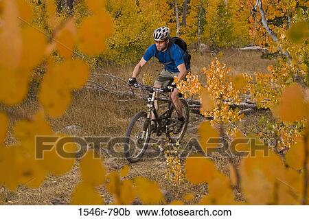 Man mountain biking in a forest viewed through yellow aspen leaves, Lake Tahoe, California, USA View Large Photo Image Stock Image - Man mountain biking in a forest viewed through yellow aspen leaves, Lake Tahoe, California, USA. Fotosearch